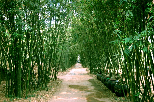 cay tre bieu tuong cua nguoi viet dat viet